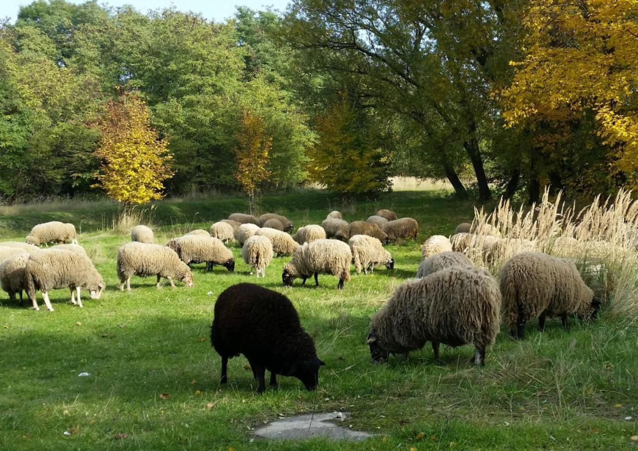 Gut Am See Görlitz Екстериор снимка